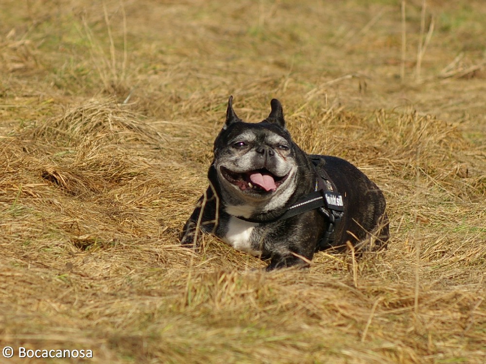 French Bully Juli