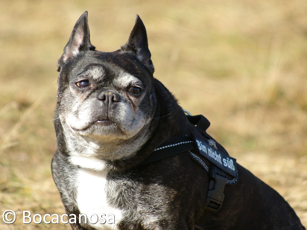 French Bully Juli genießt die erste richtige Sonne