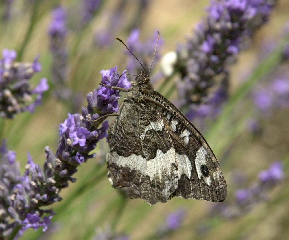 french butterfly