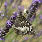 french butterfly