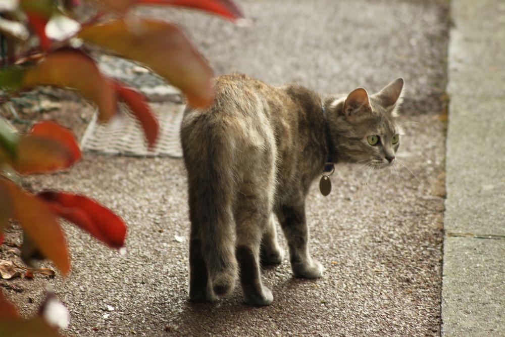 french cat I