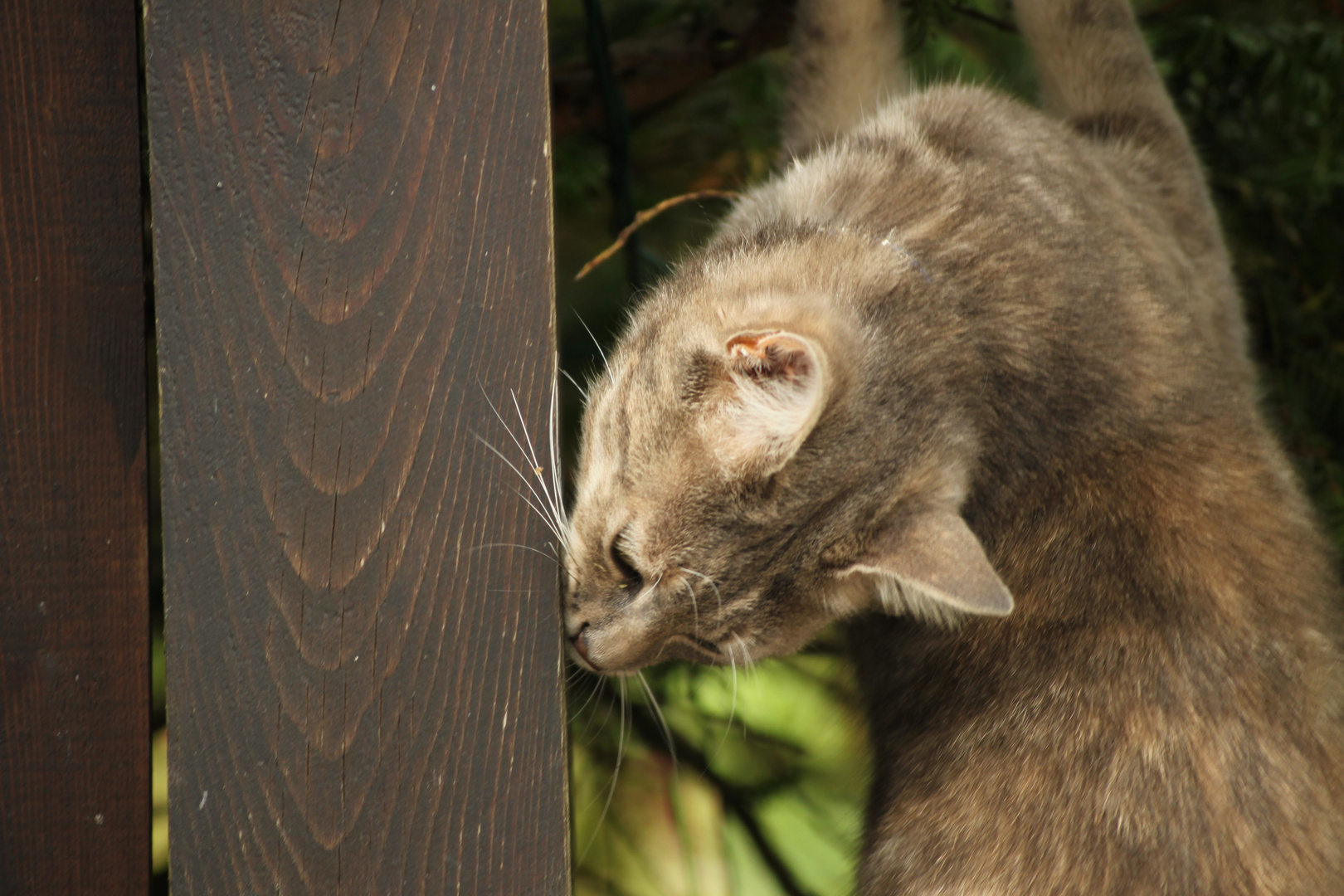 french cat IV