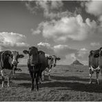 french cows