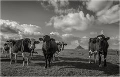 french cows