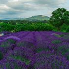 French lavender