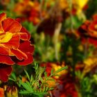 French Marigold