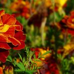 French Marigold