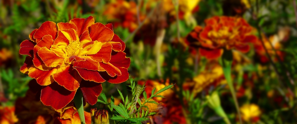 French Marigold