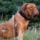 French Mastiff