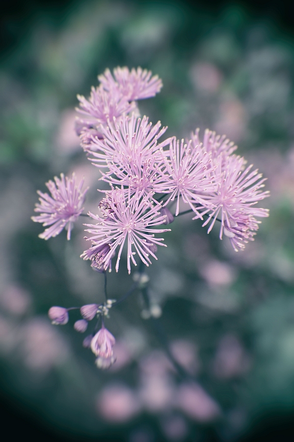 French Meadow-rue