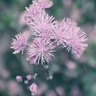 French Meadow-rue