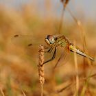 ~ French Mornings Are Golden ~ (Sympetrum fonscolombii)