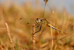 ~ French Mornings Are Golden ~ (Sympetrum fonscolombii)