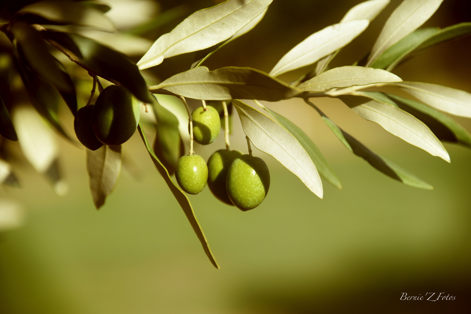 French olives