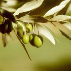 French olives