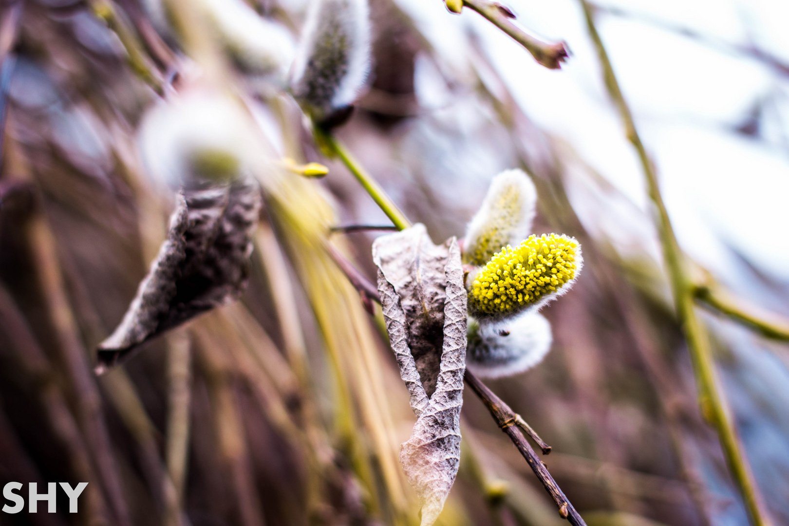 french pussy willow