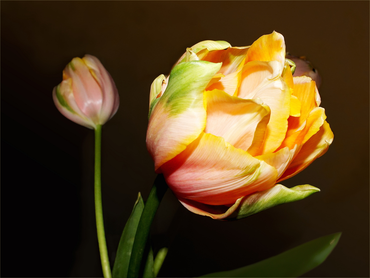 French tulips