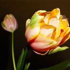 French tulips