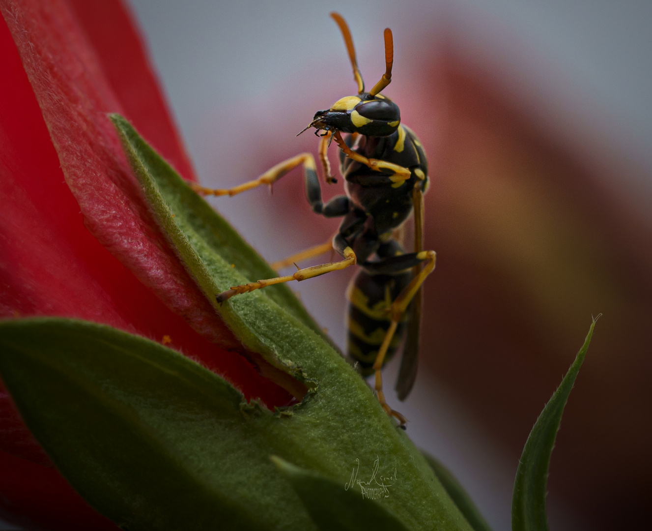 French wasp