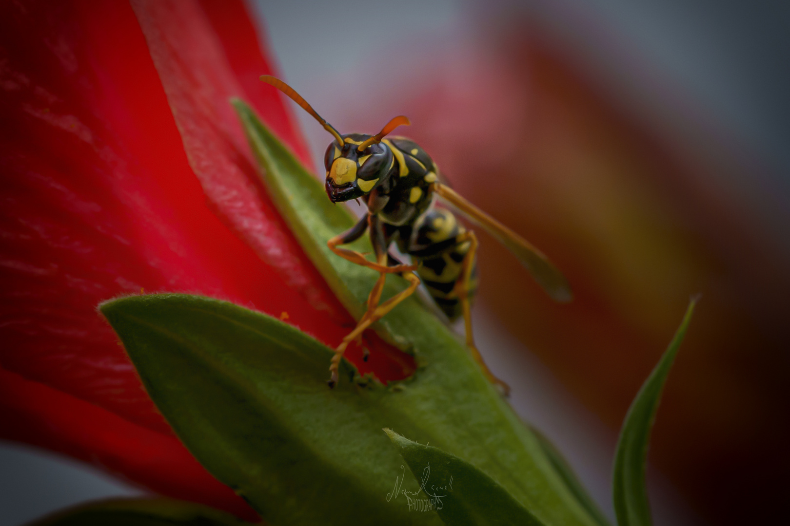 French wasp