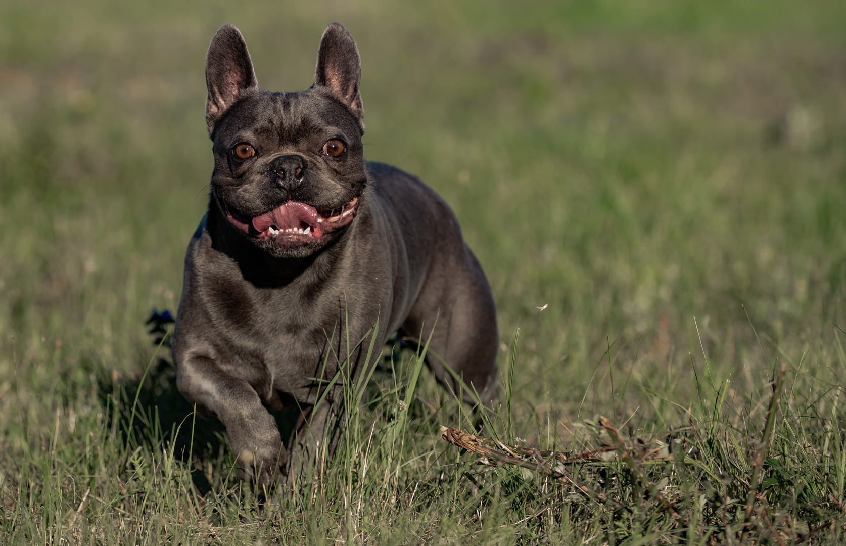 Frenchie-Action.....