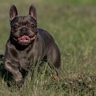 Frenchie-Action.....