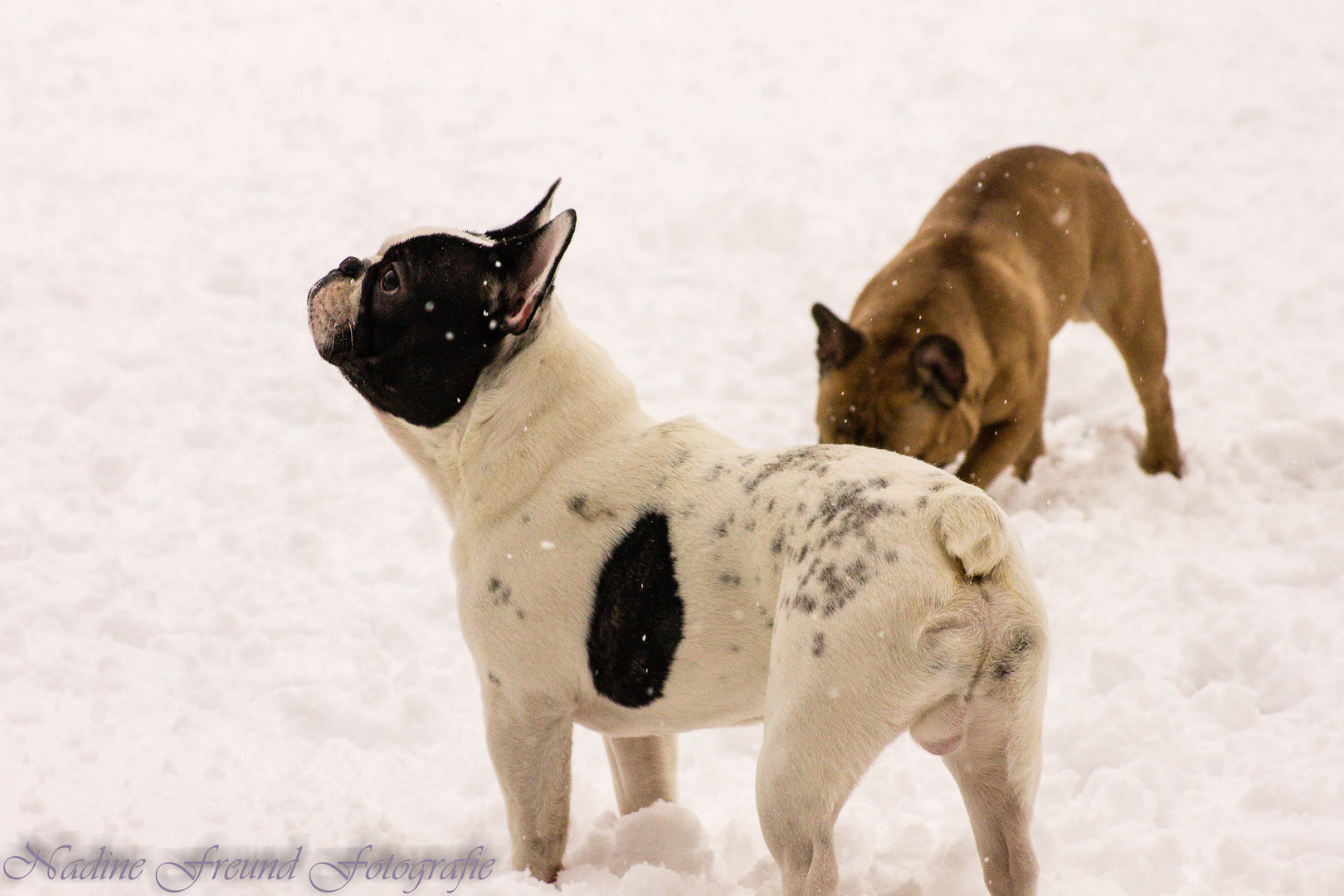 Frenchies Im Schnee