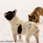 Frenchies Im Schnee