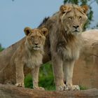 Frères (Panthera leo leo, lion d'Afrique)