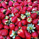 Fresas de Lepe Spain