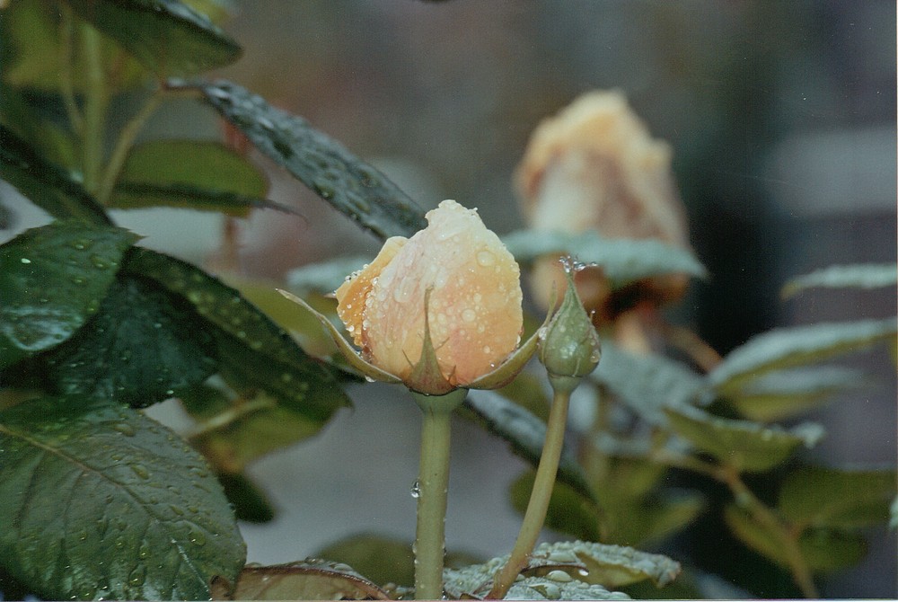 Fresca come una rosa!!!