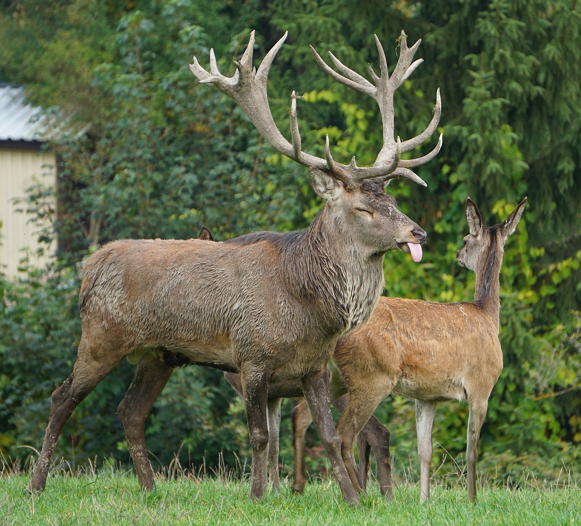 Frescher Hirsch...