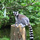 Frescher Lemur