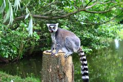 Frescher Lemur