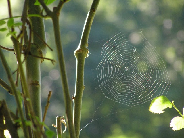 Fresco mattino