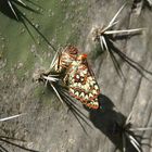 Fresh Checkerspot