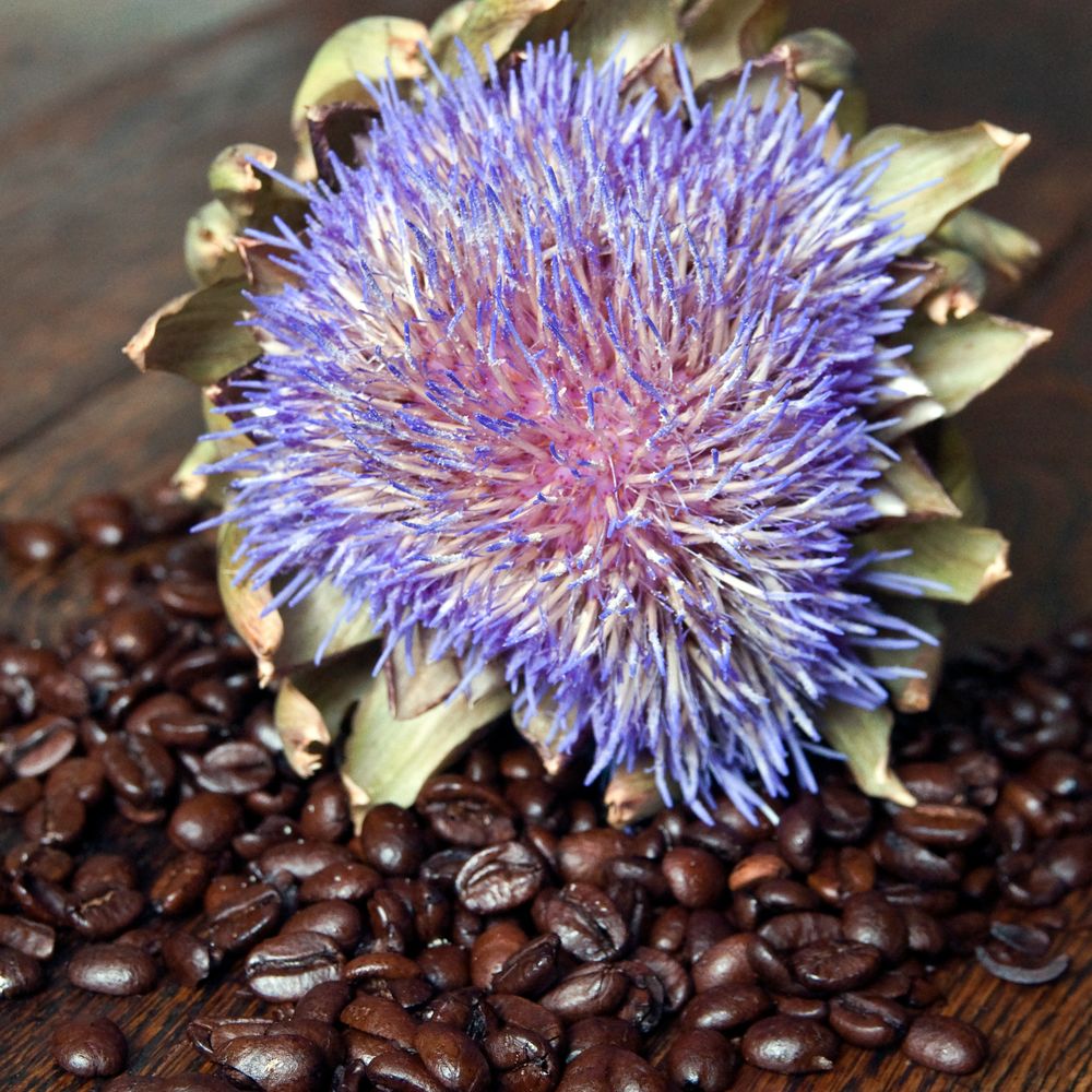 Fresh Coffee Beans & Blue Artichoke