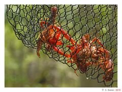 fresh crawfish