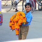 Fresh Flowers