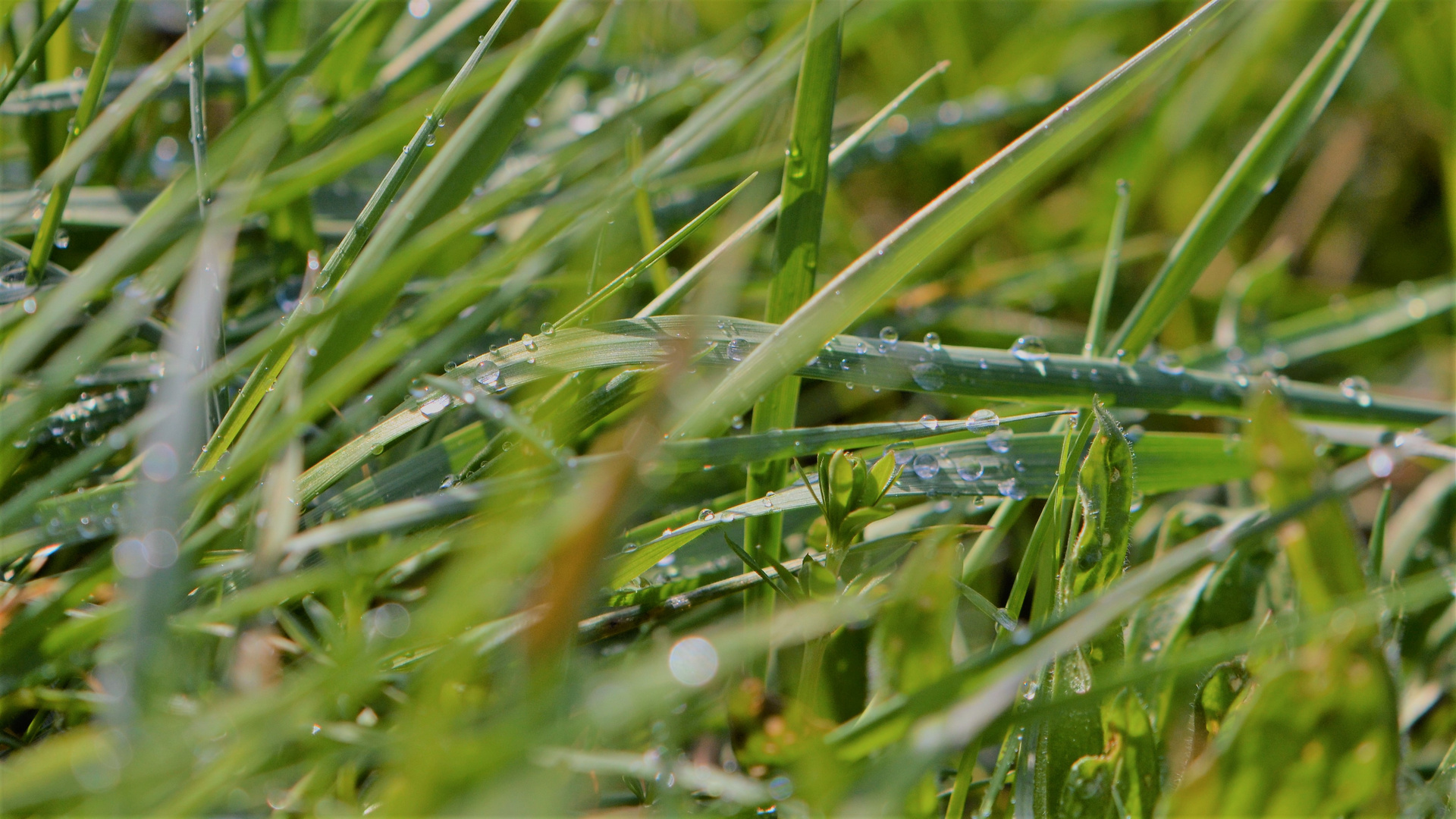 fresh grass with pearls.....