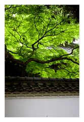 Fresh green and.....