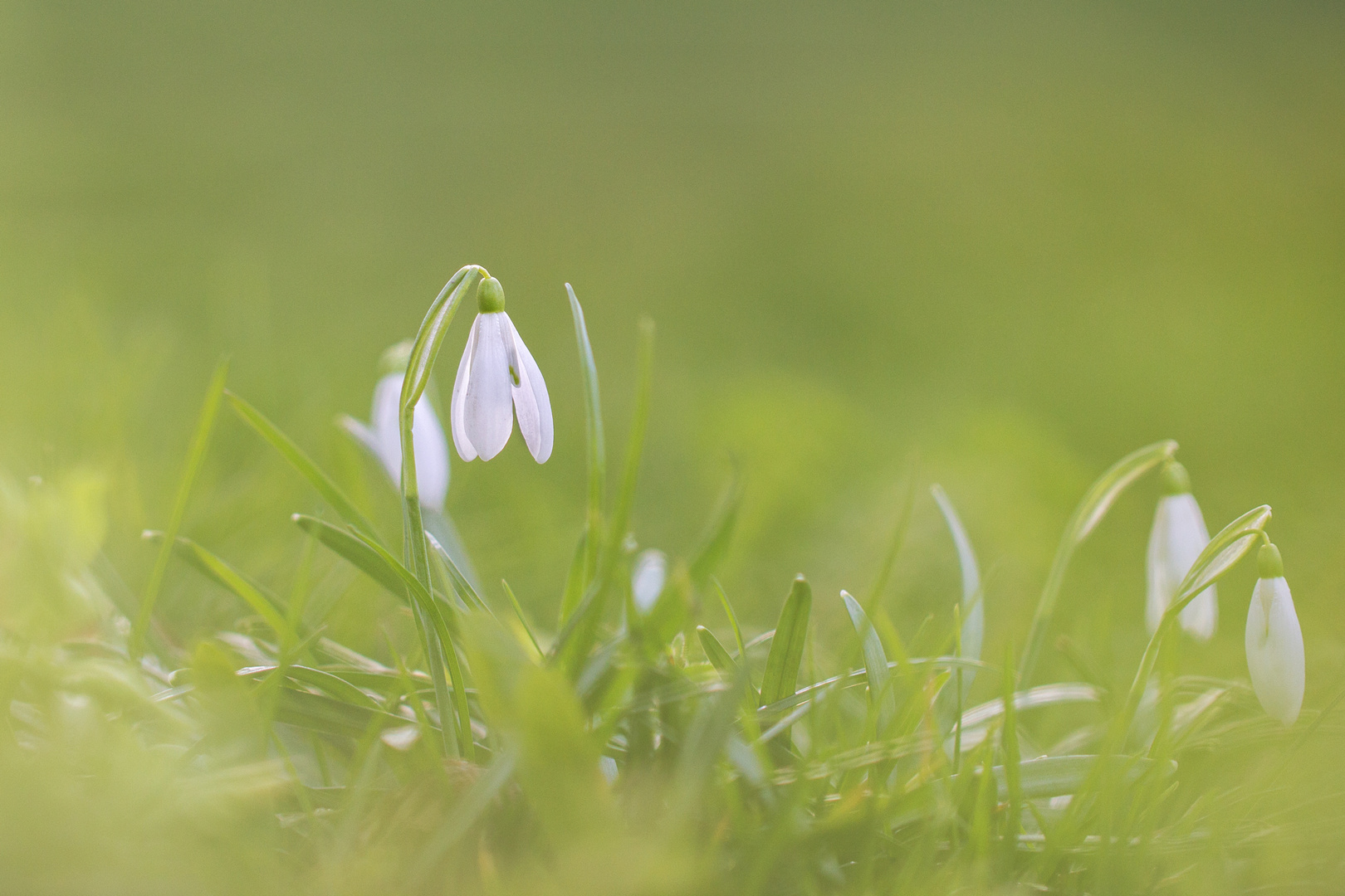 fresh green spring.