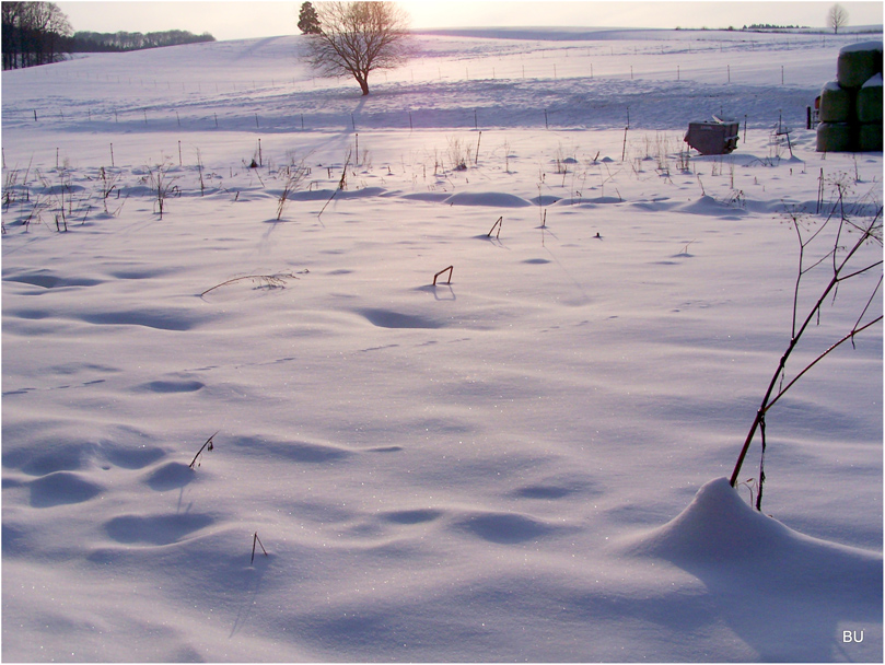 Fresh snow