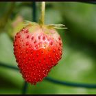 Fresh strawberry