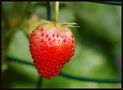Fresh strawberry by Carina Hendrikx