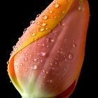 Fresh Tulip