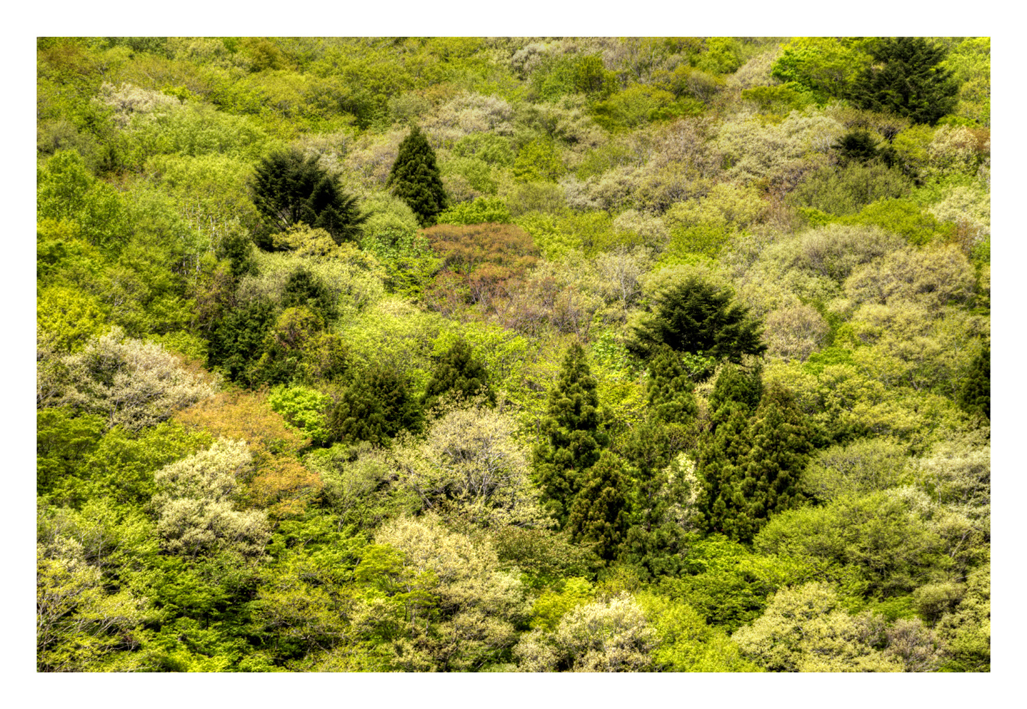 Fresh verdure