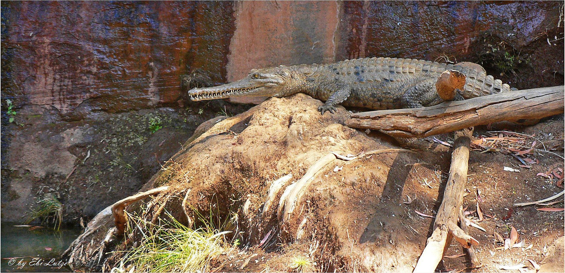 ** Fresh Water Croc at Mary's Pool ** 