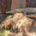 ** Fresh Water Croc at Mary's Pool ** 