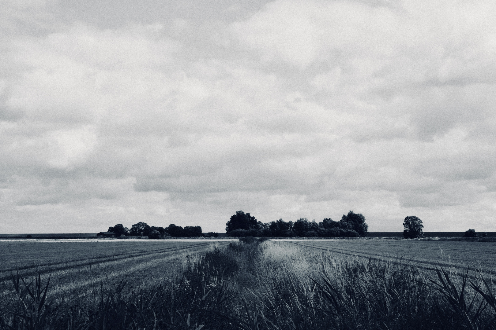 Freshly cut field